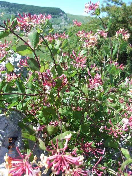 Lonicera etrusca / Caprifoglio etrusco